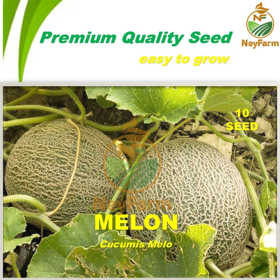 Benih Melon Biji Buah Melon Leoni 10 biji