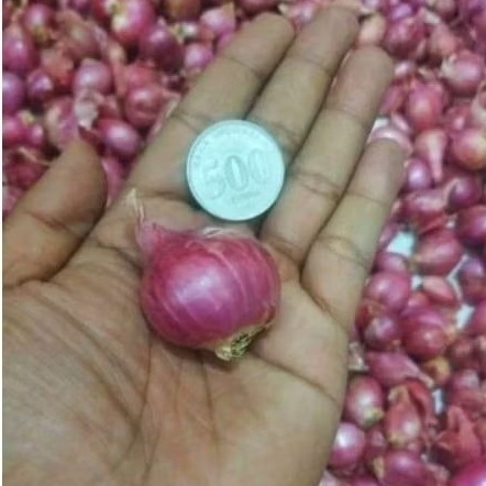 

Bawang Merah Jumbo | Bawang merah besar | Bawang merah Nganjuk