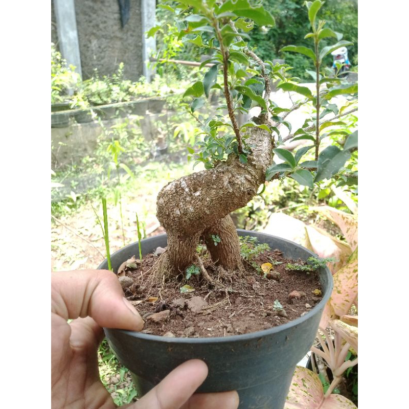 Sakura jepang bonsai prospek meliuk