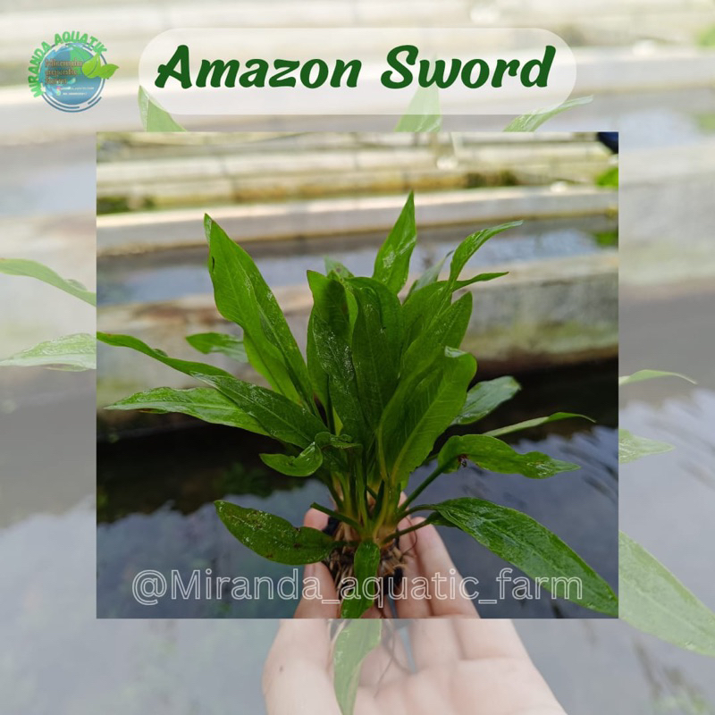 amazon sword