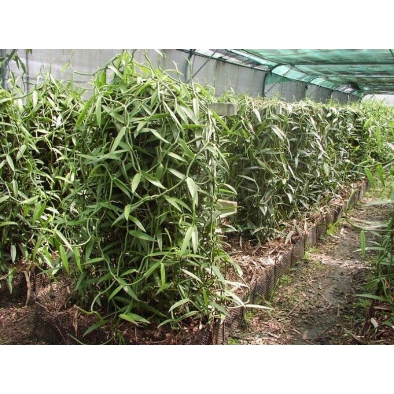 BIBIT VANILI stek siap tanam