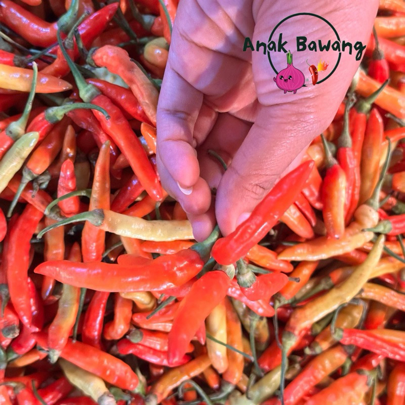 

Anakbawang75 Cabe Rawit Merah Lokal 1 Kg