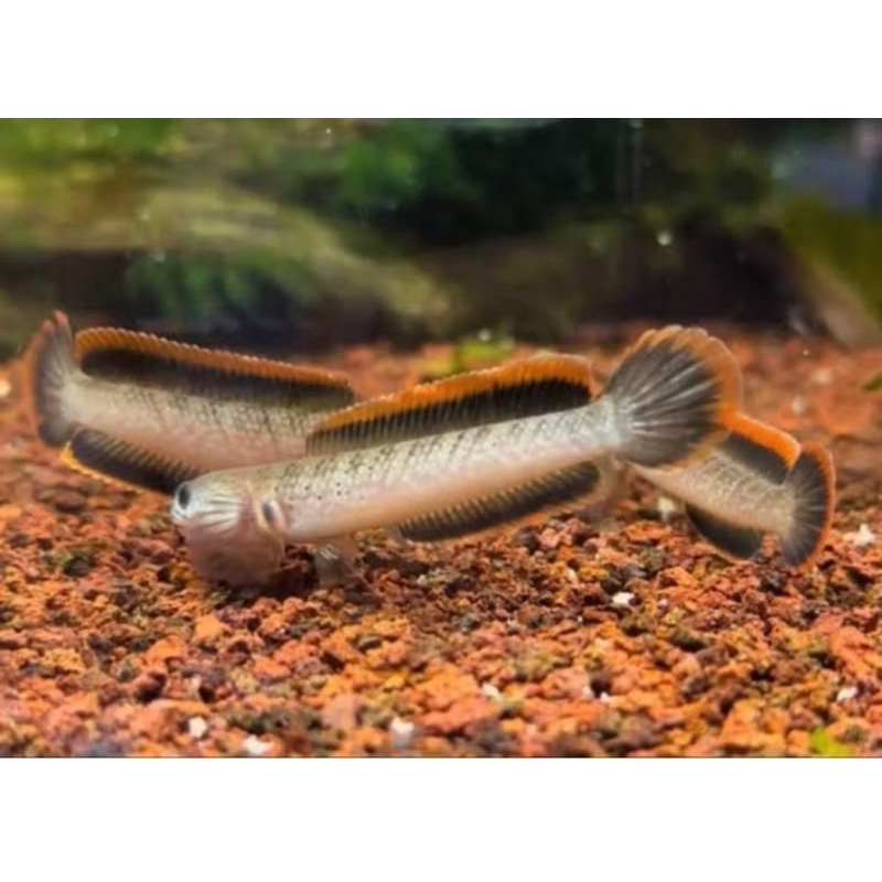 Limbata Chana lereng lawu 4-8