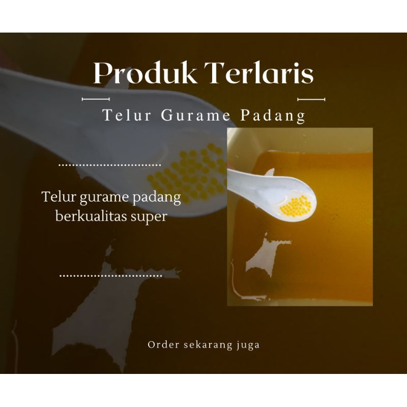 bibit telur gurame padang super isi paket 1000-telur gurame padang/soang