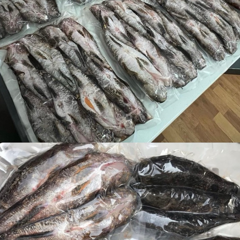 

Ikan Betutu Kaya Protein Albumin Kaya Omega 3