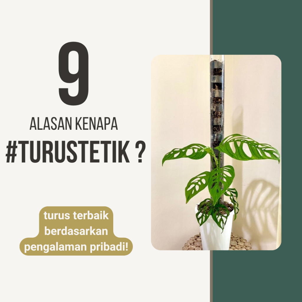 70 pcs TurusTetik / Turus Plastik Mika Bening Mica / Moss pole TURUS ESTETIK