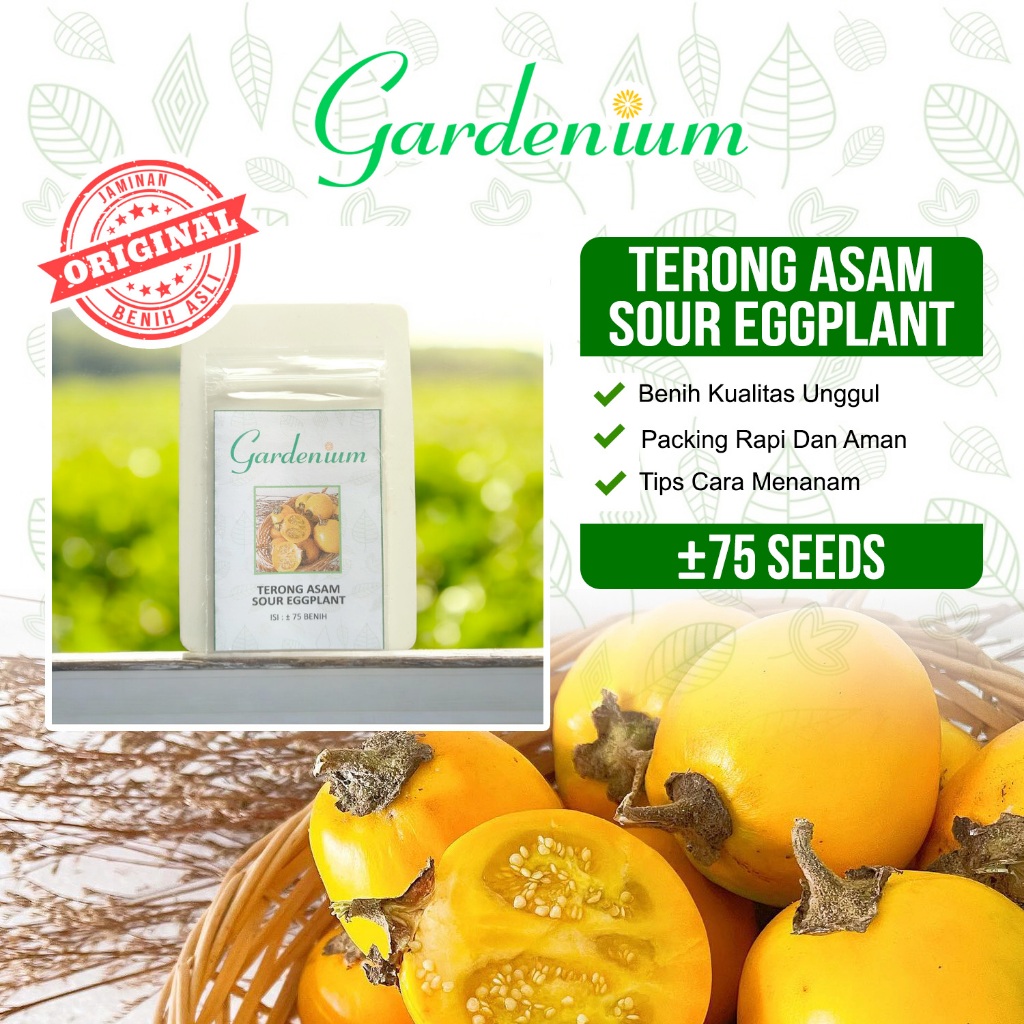 GARDENIUM Benih Terong Asam Terong Dayak Sour Eggplant