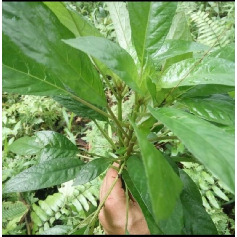 

Lalapan daun reundeu 100gram