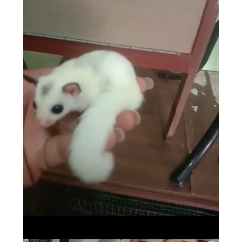 sg sugarglider platinum mozaik joey