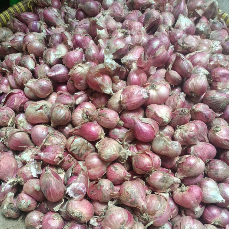 

BAWANG MERAH