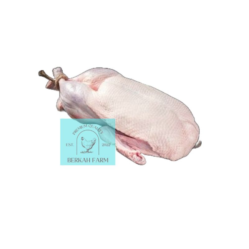 

Good Choice! Bebek PEKING - uk. 1kg/ekor