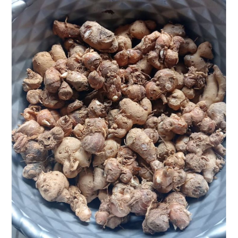 

kencur segar | kencur 1kg | kencur murah alami | kencur fresh