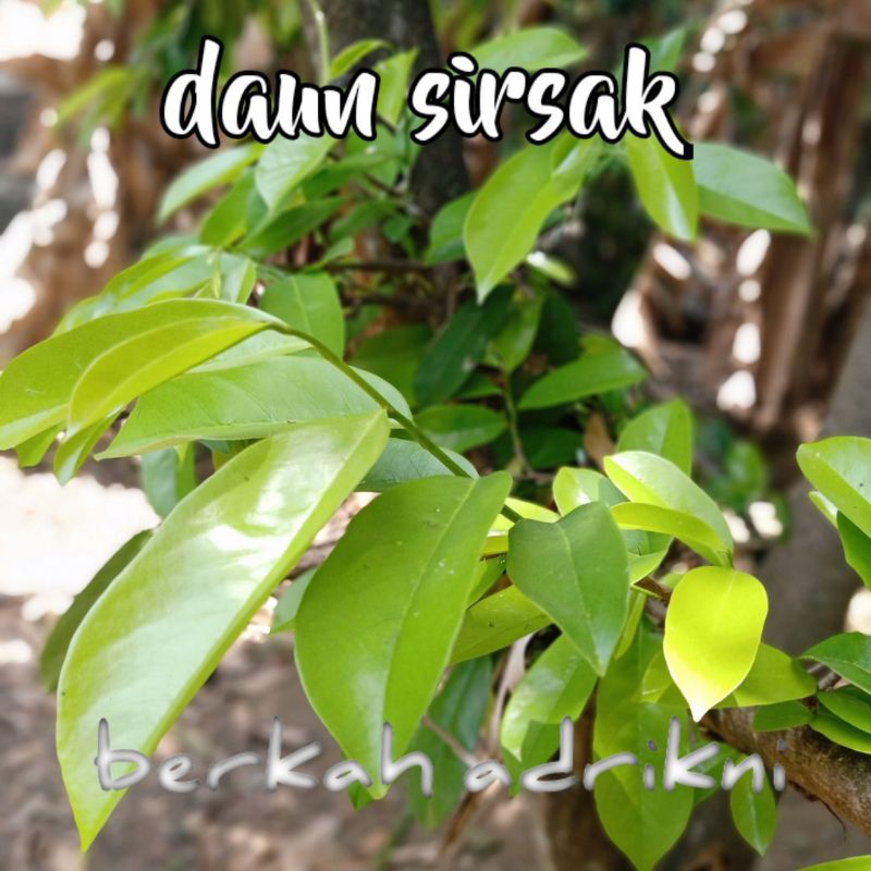 

daun sirsak segar daun herbal (100pcs)