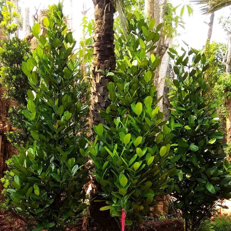 Pohon garcenia atau tanaman garcenia - nangka landa