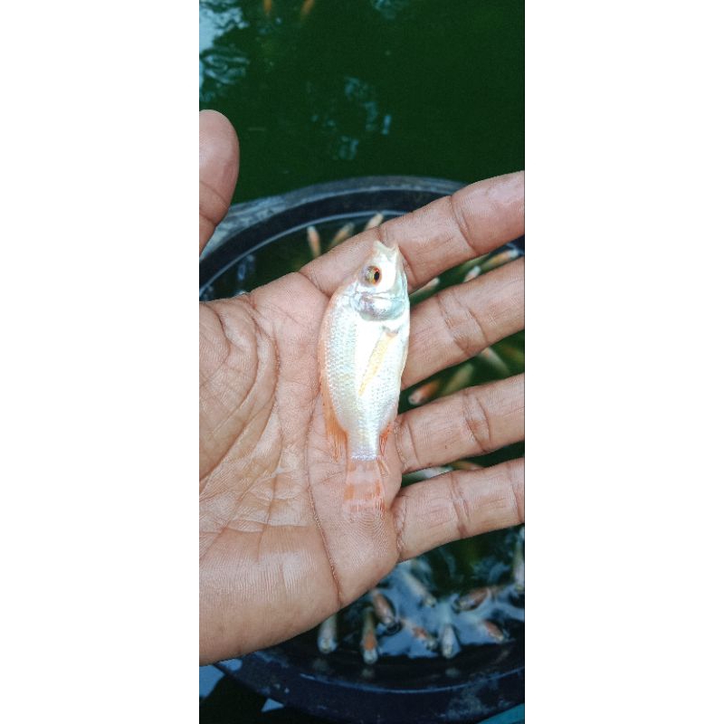 bibit ikan mujair nila bangkok