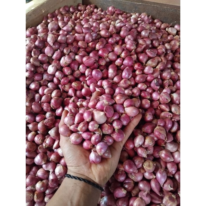 

BAWANG MERAH LOKAL TULUNGAGUNG MURAH 1KG
