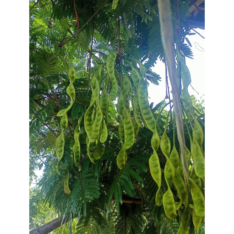 

petai jawa asli probolinggo,per lonjor/papan