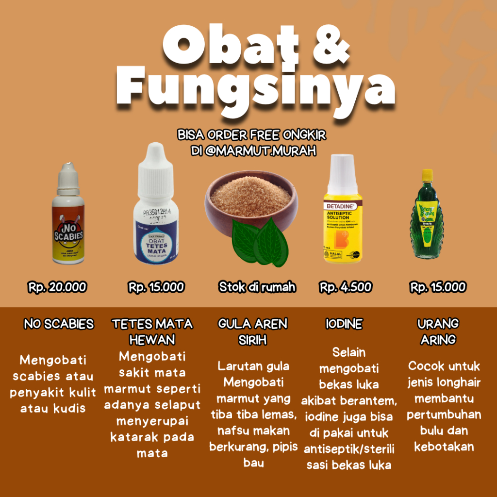 Marmut Ben aksesoris obat pakan marmut
