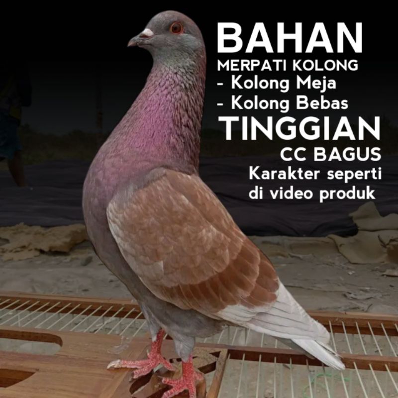 Merpati Kolong Siap pakai lomba belum termasuk box