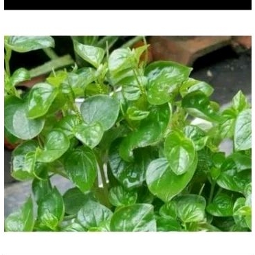 

Sirih Cina