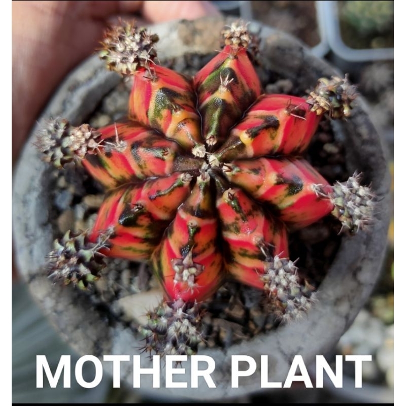 GYMNO HYBRID BLACK FOR RED//KAKTUS//KAKTUS MURAH//KAKTUS LUCU//KAKTUS MINI//KAKTUS HIAS//KAKTUS INDO