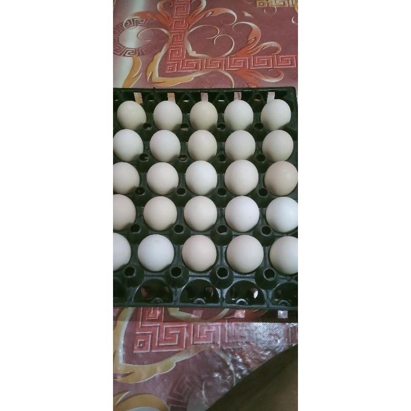 

telur fertil ayam elhorn 20 btr