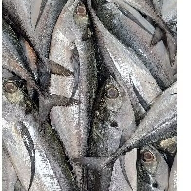 

ikan selikur perkg