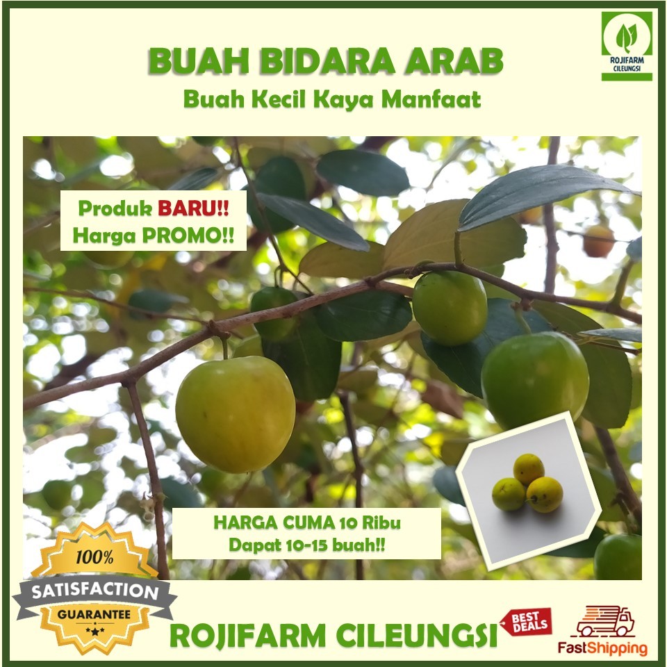 

(BARU) Buah Bidara Arab Segar isi 10-15 buah