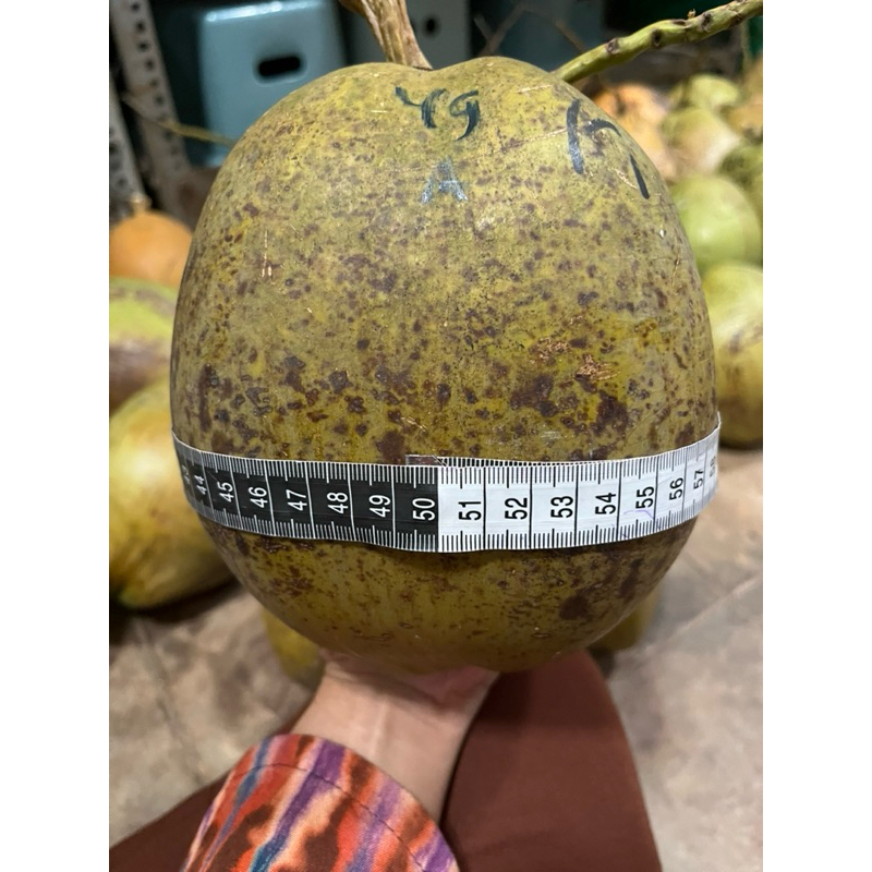 

KELAPA KOPYOR SUPER ASLI TAYU PATI SIZE 47-50 Cm 100% SEGAR DAN BERGARANSI