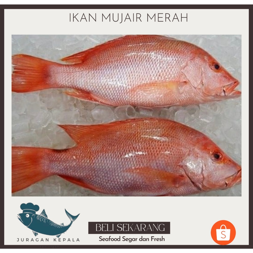 IKAN MUJAIR MERAH 1 KG