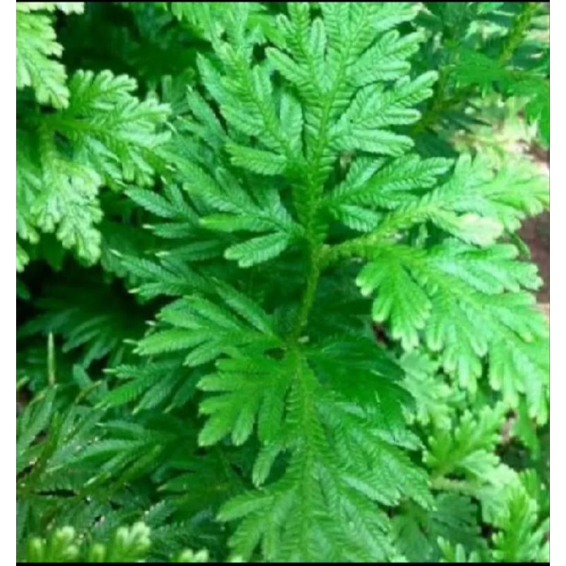 

Daun ceker ayam segar 500 gram