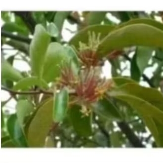 

BENALU POHON JATI 500 GRAM