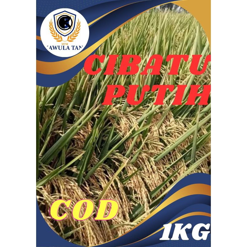 BENIH PADI CIBATU PUTIH SUPER 1KG