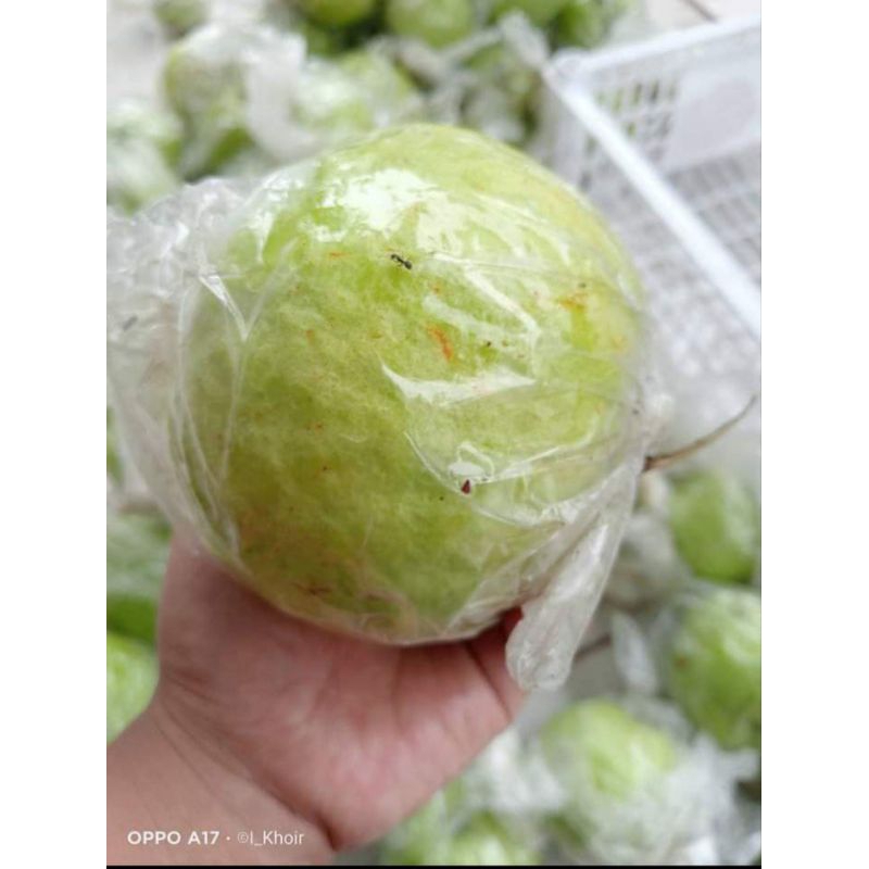 

JAMBU KRISTAL PUTIH KUALITAS SUPER