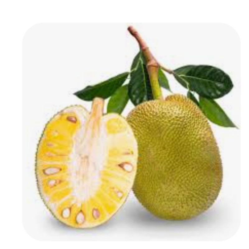 

NANGKA MASAK UTUH/PASAR MAKASSSAR/hanya pengiriman expres (khusus dlm kota)tdk melayani diluar makassar