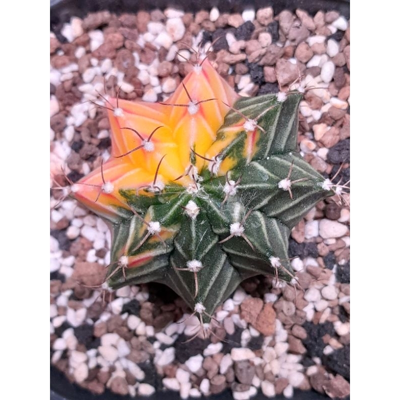 Kaktus hybrid gymno/miha/lg Varigata 11