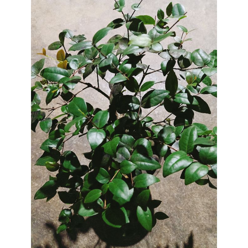 BONSAi BUAH CERMAI/DEWANDARU/CHERRY