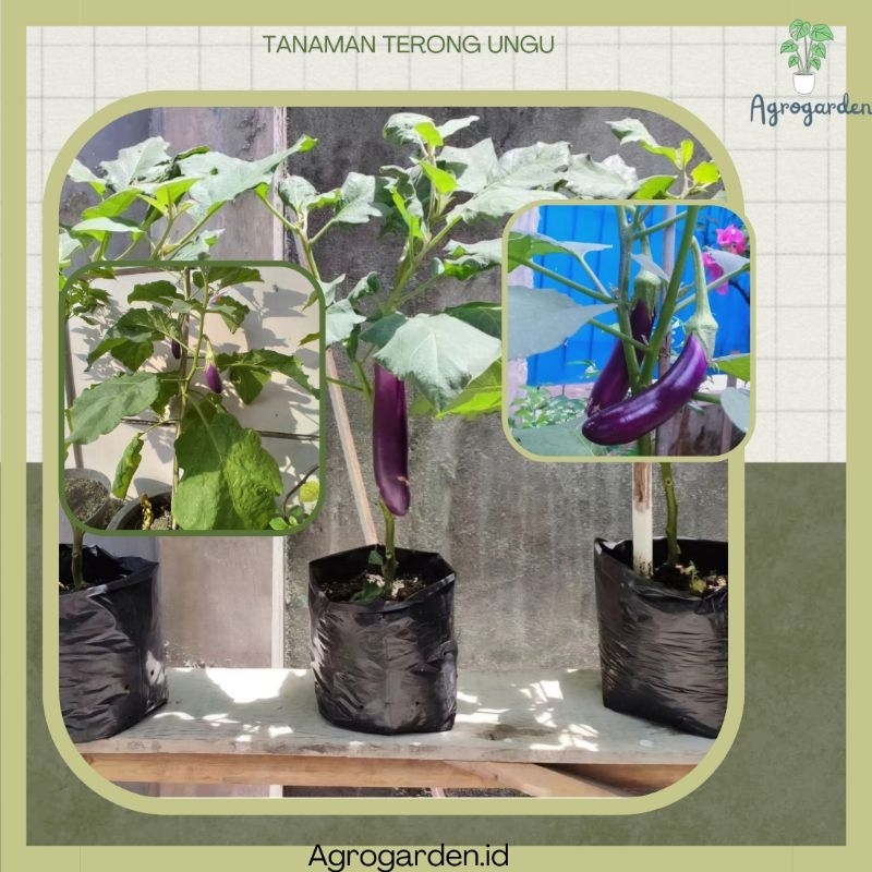 Tanaman Terong Ungu Kondisi Rimbun Siap Berbuah - Bibit Terong Ungu - Pohon Terong Ungu - Terong Ung