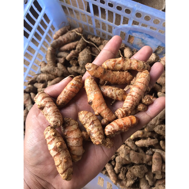 

kunyit ukuran kecil 1kg dijamin masih segar