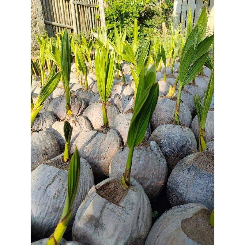 

Bibit kelapa pink