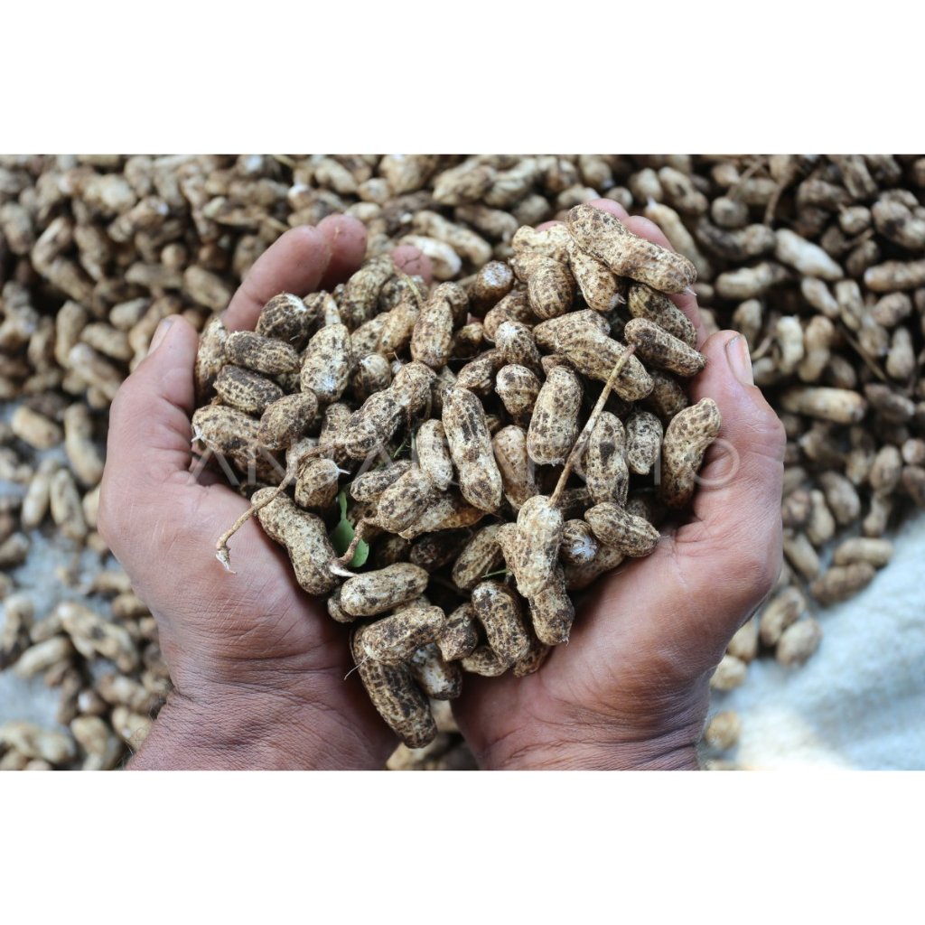 

Bisa COD!!! Kacang Tanah 500gram Kacang tanah