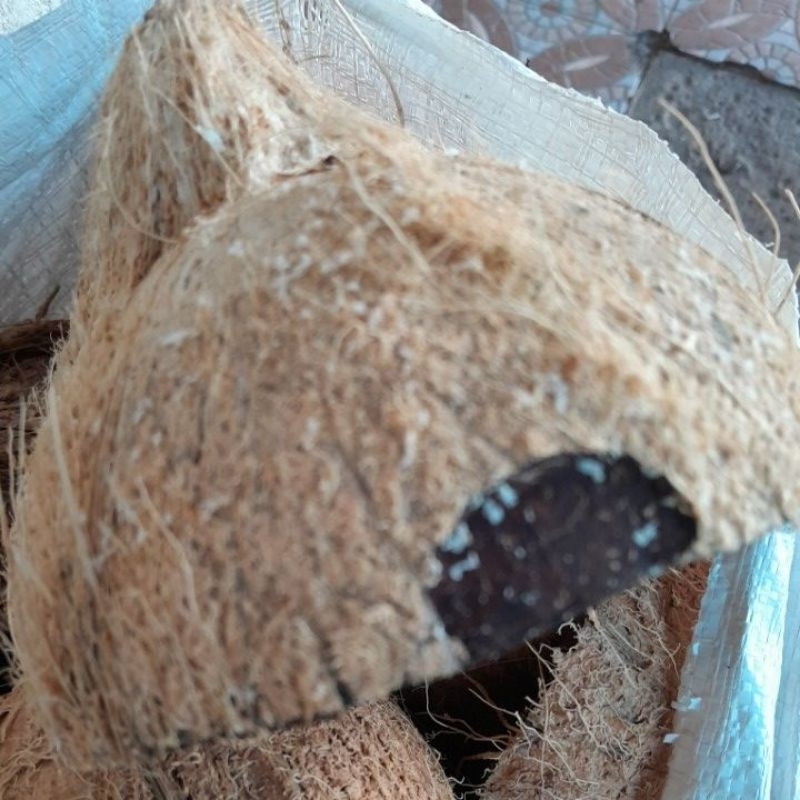 Tempurung kelapa batok kelapa kering belah