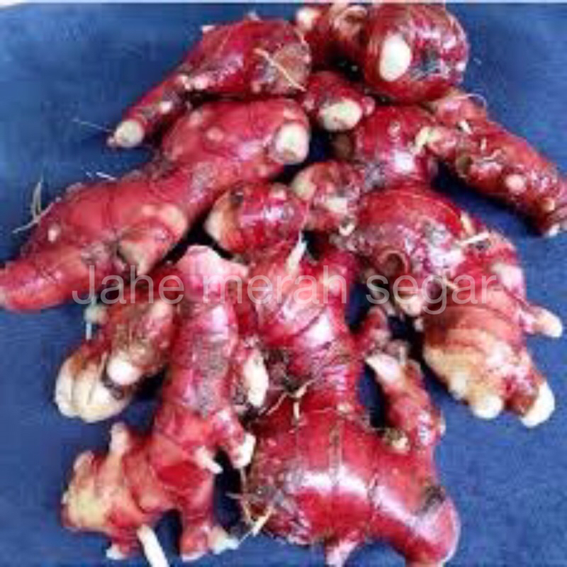 

JAHE MERAH 1kg | JAHE MERAH SEGAR | JAHE MERAH SEGAR 1kg Herbal Wedang Jahe Segar