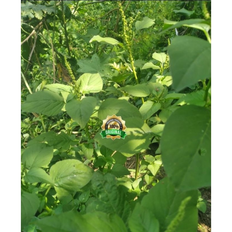 

paket hemat sayuran daun bayam 500gram segar