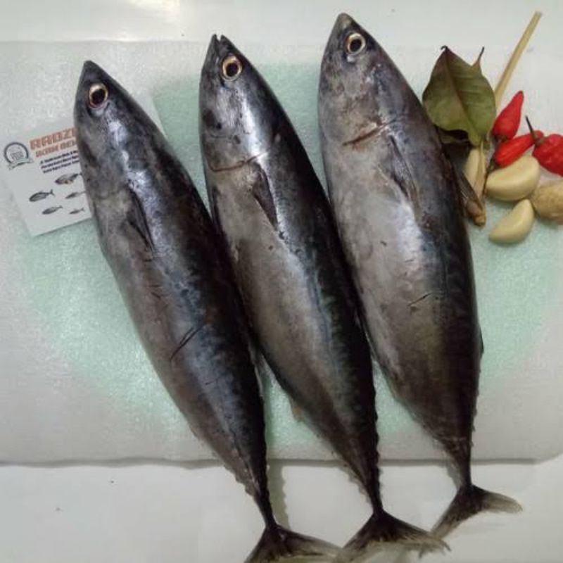 

Ikan Tongkol Frozen 1 kg