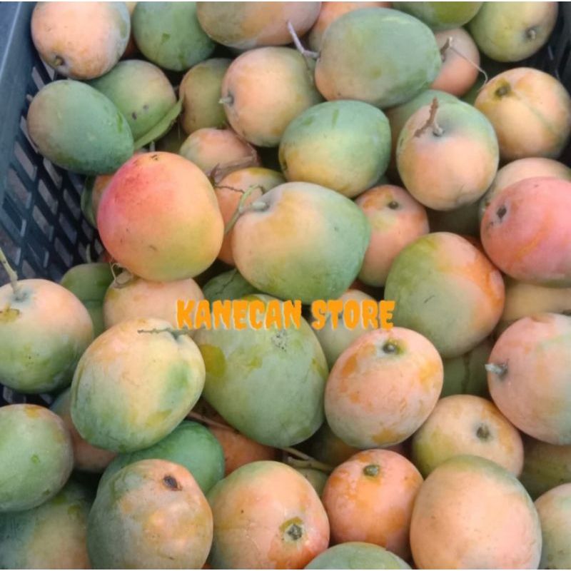 

Mangga Gedong Gincu ASLI INDRAMAYU 1kg