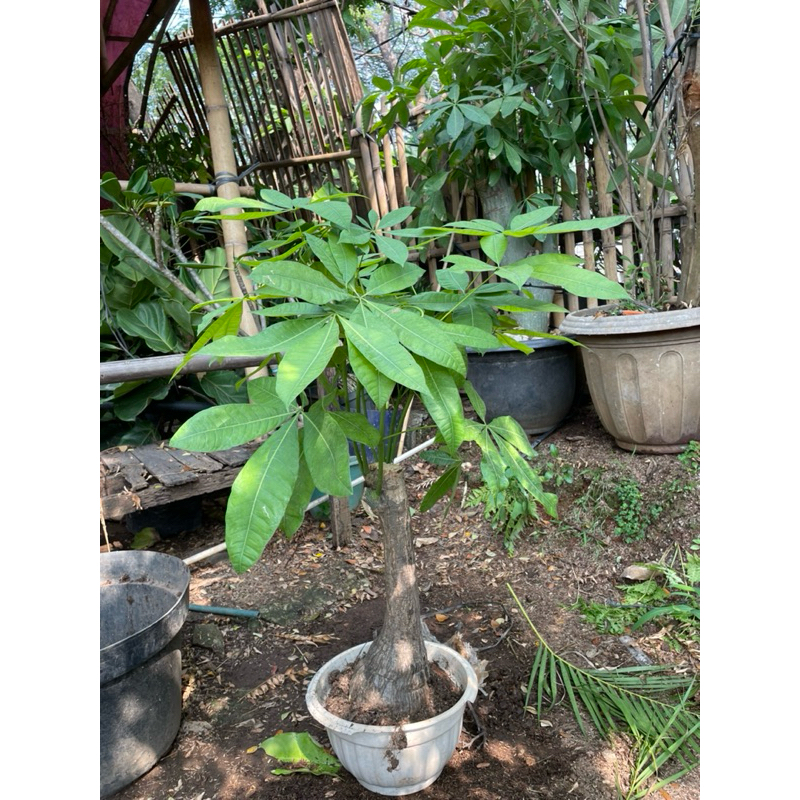 tanaman hias pachira bongsai // tanaman pachira moneytree