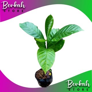 Bibit kopi Arabika Ateng Super Unggul Siap Tanam