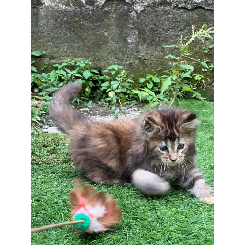 Kucing mainecoon betina kitten