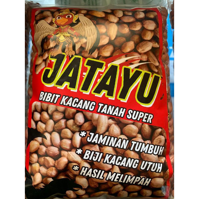 [ BENIH KACANG TANAH ] 1 KG BENIH KACANG TANAH VARIETAS GAJAH SIAP TANAM
